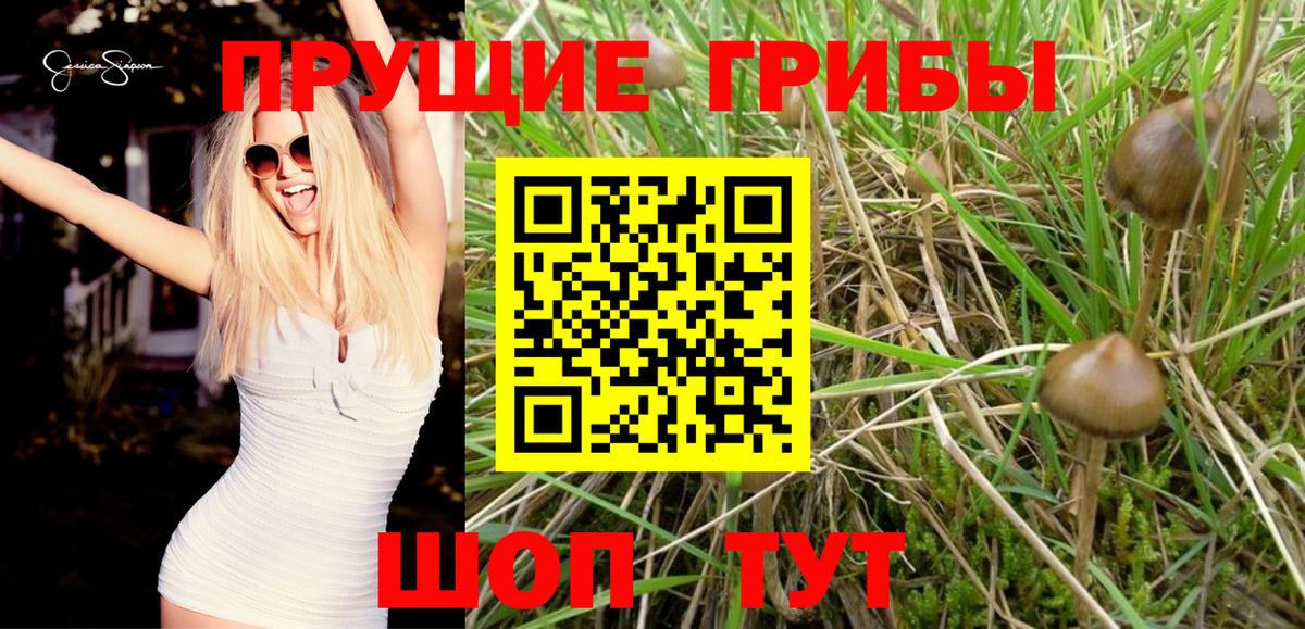Псилоцибиновые грибы ЛСД  где купить   Москва  Вход с VPN 